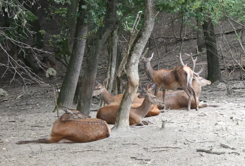 Jibou Botanical Garden - gardens